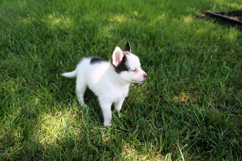 puppy, for, sale, Pomsky, Matthew B. Stoltzfus, dog, breeder, Gap, PA, dog-breeder, puppy-for-sale, forsale, nearby, find, puppyfind, locator, puppylocator, aca